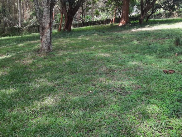 5 Acres Land For Sale near farasi lane opposite peponi schools. Each acre is 100m negotiable. Musilli Homes