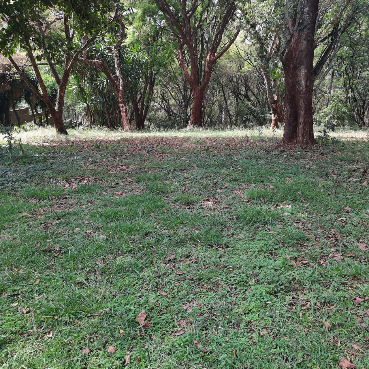 5 Acres Land For Sale near farasi lane opposite peponi schools. Each acre is 100m negotiable. Musilli Homes