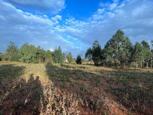 3 acre land for sale for a gated community with 4 bedroom townhouses selling from Ksh 12.7m the cheapest ones. 20million per acre Musilli Homes Pam Golding