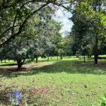 Prime 5 Acres available for sale in Karen. Price : 75 Million per Acre. Close to amenities like the Hub, southern bypass, schools, Karen Golf club. Musilli Homes Pam Golding