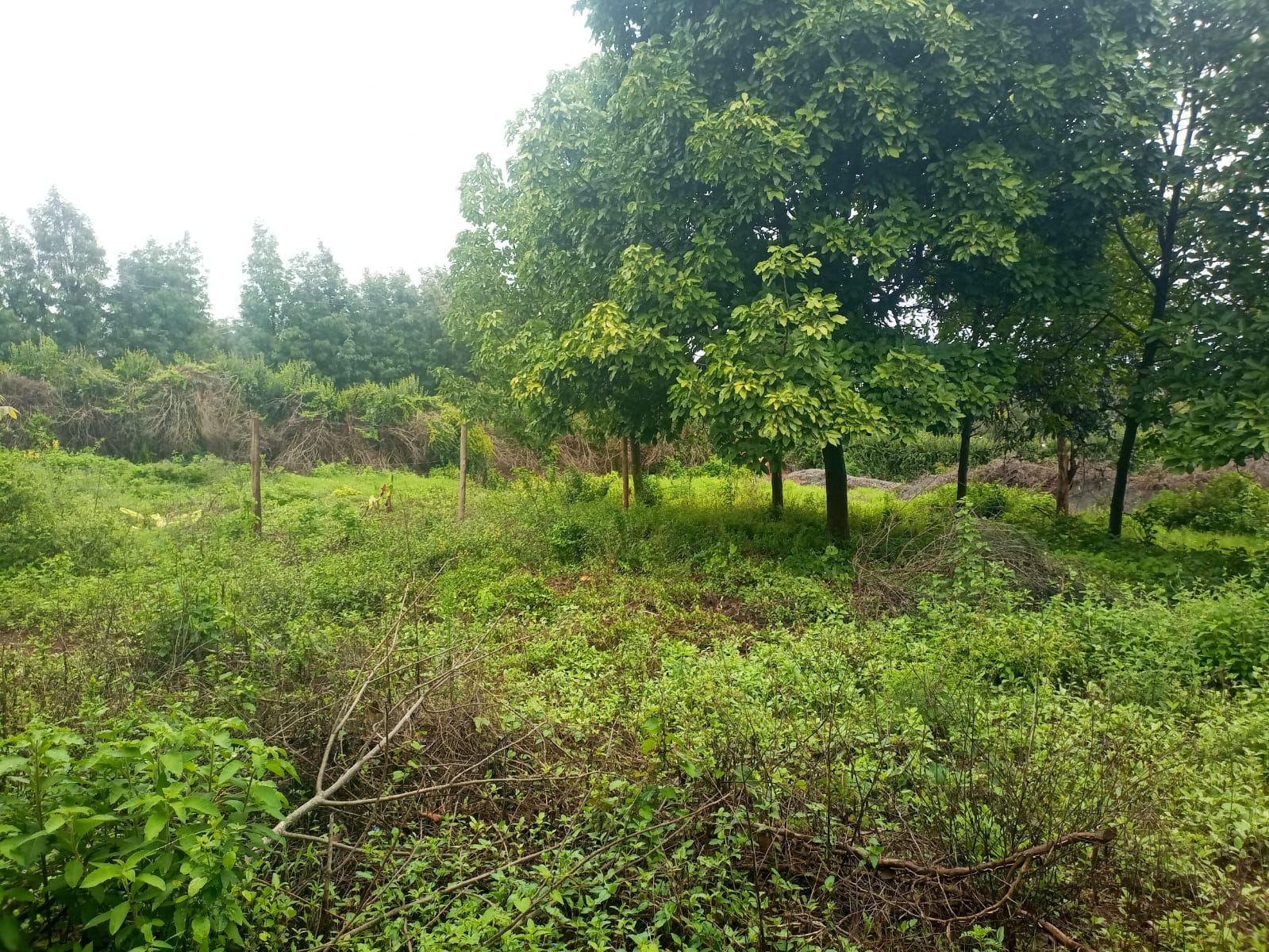Prime 50x100 Plots in Ngong-Kibiko for Sale. deal Use: Residential. Has water and electricity. fronts tarmac..Title Deed: Ready. price: Kshs 4M Each Musilli Homes