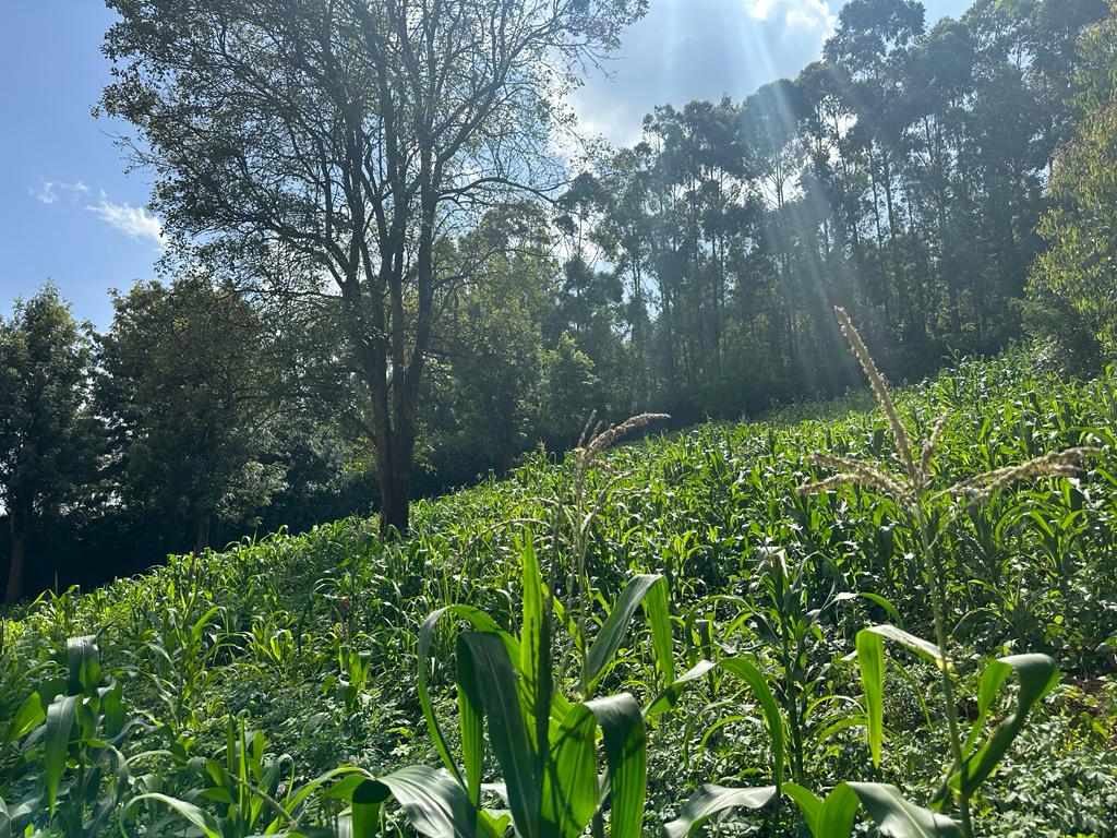 Rich 1/2 Land For Sale in Ngong.Situated Approximately 6.5 kilometers from Karen Centre Breathtaking views of the Ngong Hills. Asking Price. 30M. Musilli Homes.