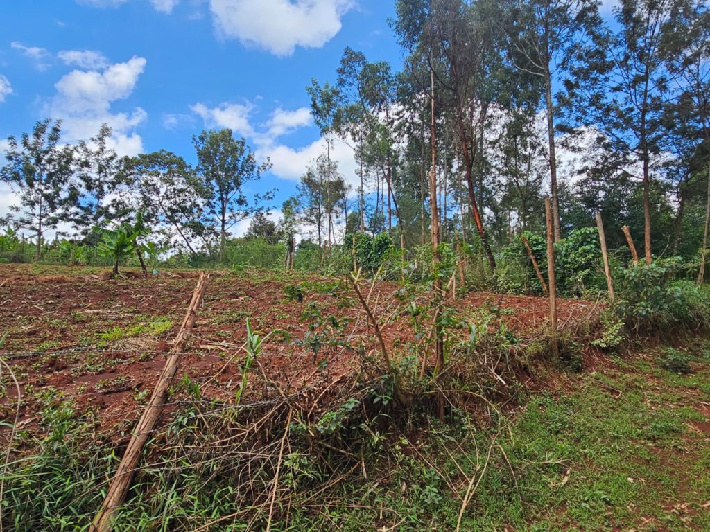 WhatsApp Image 2026 03 13 at 11.21.55