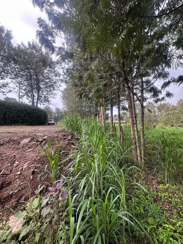 WhatsApp Image 2026 03 13 at 12.15.41 PM 14